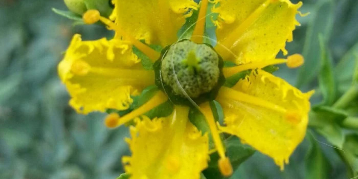 Ruda propiedades y beneficios para la salud de esta planta