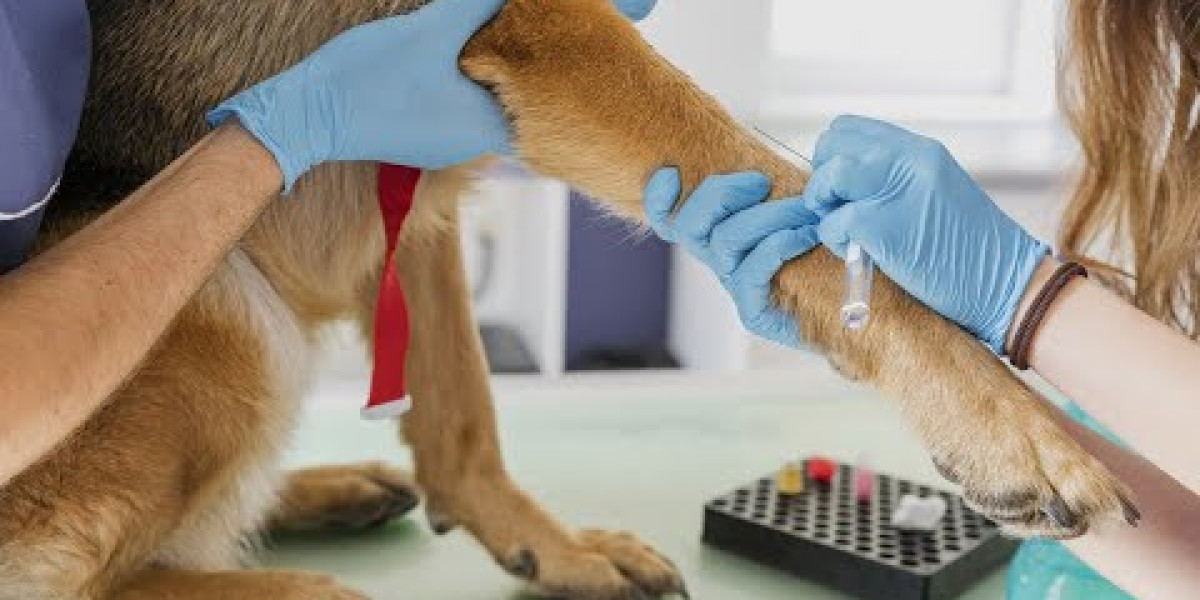 Principios básicos de la radiografía torácica en veterinaria