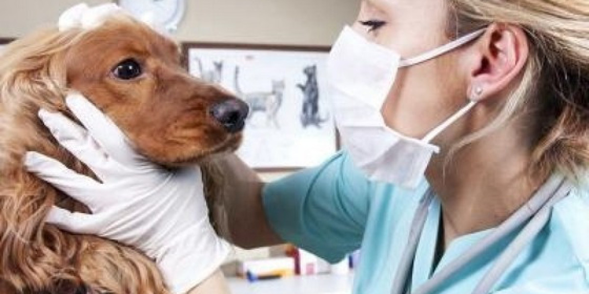 Haga que su perro sea radiografiado: Preguntas y respuestas sobre los exámenes de rayos X ~ Mascotas Virtuales