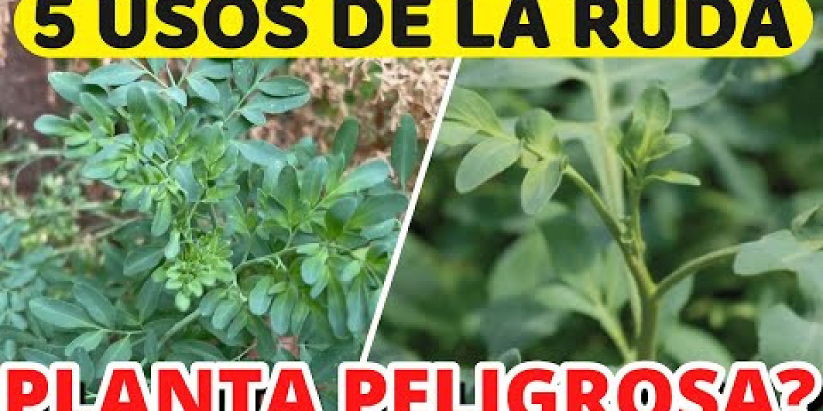 Descubre los Invaluable Beneficios del Aceite de Ruda: Tu Aliado Natural para la Salud y el Bienestar